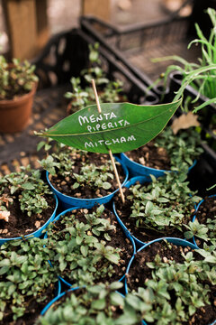 Menta piperita written on leaf planted in mint pots