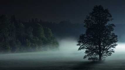 Nebellandschaft im Herbst in Bayern mit Wald im Hintergrund und einem Laubaum im Vordergrund