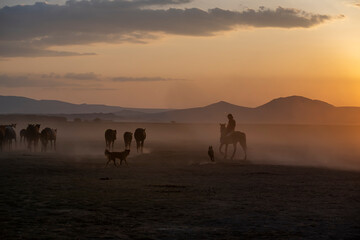 Wild horses run in foggy at sunset. Near Hormetci Village, between Cappadocia and Kayseri, Turkey