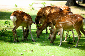 Fototapeta premium 奈良公園の鹿