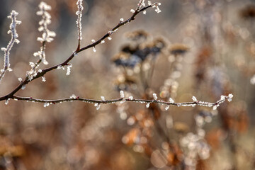 Withered plant covered in snow and ice