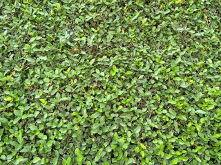 Enredadera Moneda (Ficus trepador)