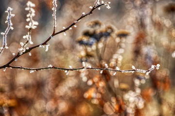 Withered plant covered in snow and ice