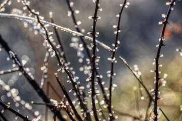Withered plant covered in snow and ice