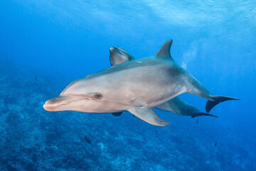 Fototapeta na wymiar Couple of dolphin