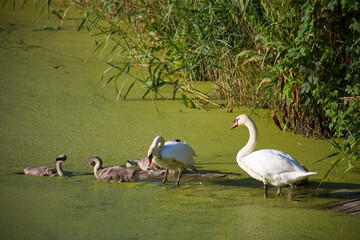 Swan family on a dirty green blooming lake