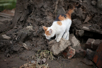Naklejka na ściany i meble Tricolor cat on the street. A stray cat walks on the ground.