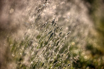 Morning, green grass, dew drops and bokeh