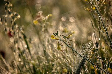Morning, green grass, dew drops and bokeh