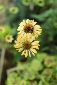 Yellow Echinacea flowers blooming