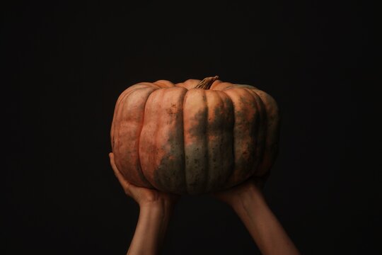 Pumpkin Portraits