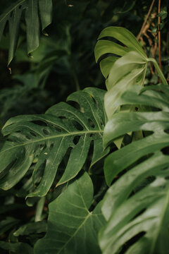 Large monstera philodendron leafs in greenhouse