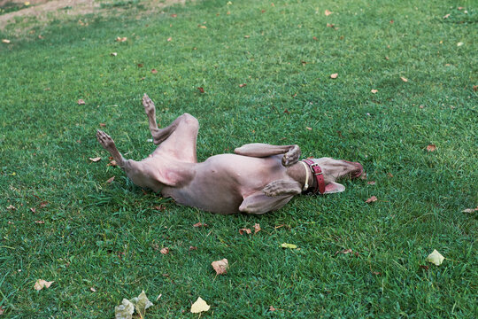 Dog scratching back in park.