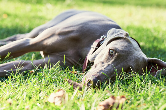Close up view of weimaraner lying on green grass.