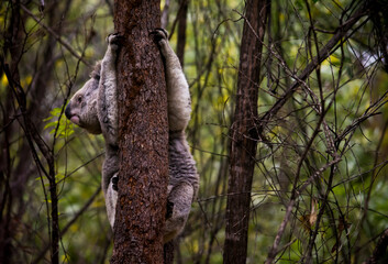 Koala, cuter australian wildlife