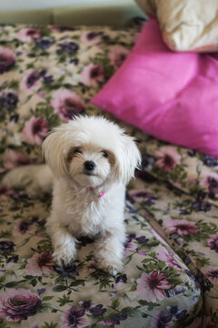 Small puppy lay on floral bed