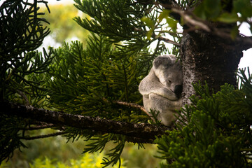 Koala