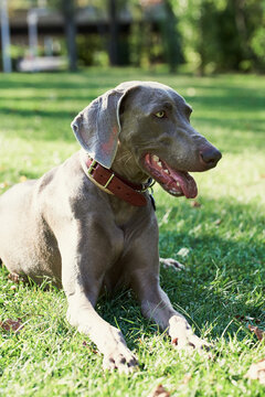 Weimaraner lying in a park and looking away.