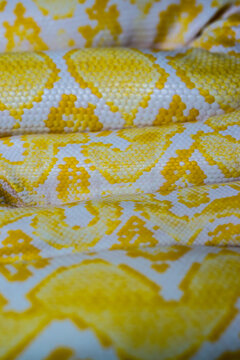 boa snake