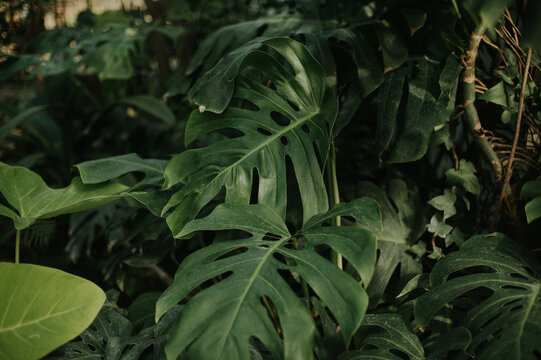 Large monstera philodendron leafs in greenhouse