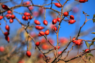 Rosehip fruit for herbal treatment, ripe rosehip fruit