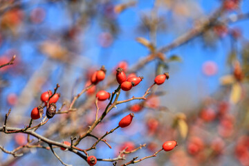 Rosehip fruit for herbal treatment, ripe rosehip fruit