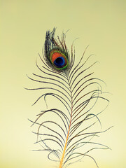 Various views of a peacock feather on the Haze background