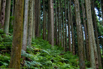 Fototapeta premium 杉木立