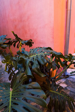 Pink Wall And Dark Green Plant Leaves With Copyspace