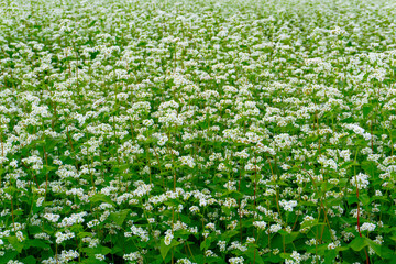 field of buckwheat flowers. そばの花畑