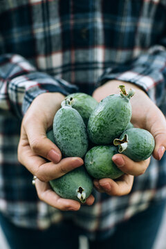 Handful of fresh picked, organic pineapple guavas