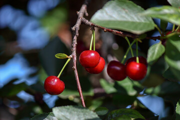 Fruits of sour cherry in june