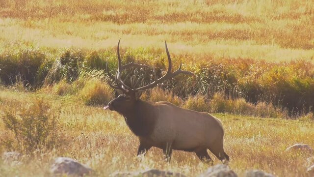 Large bull elk walking out of a creek during golden hour