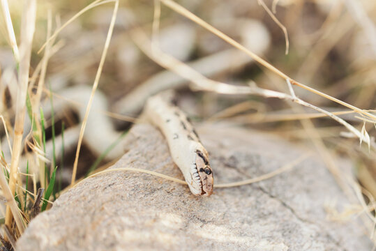 A dead snake