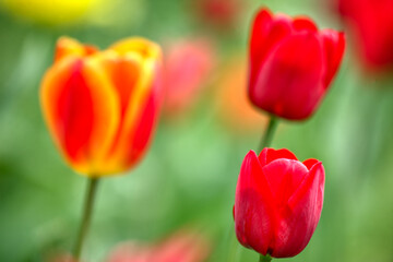 Colorful tulips lit by the sun in the park