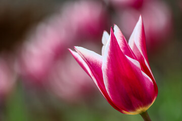 Colorful tulips lit by the sun in the park