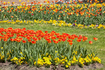 Colorful tulips lit by the sun in the park