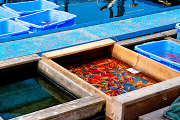 金魚の養殖池
