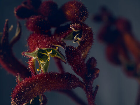 Botanical debauchery