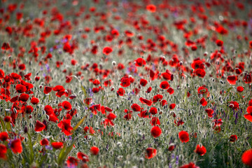 Fototapeta premium Poppy flowers in spring