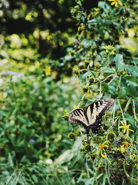 Butterfly on a flower