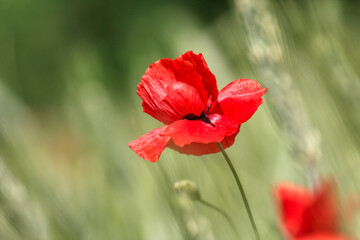 Fototapeta premium Poppy flowers in spring