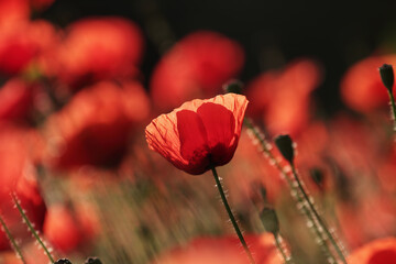 Obraz premium Poppy flowers in spring