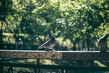 Fototapeta premium Hungry pigeon on the street in the city