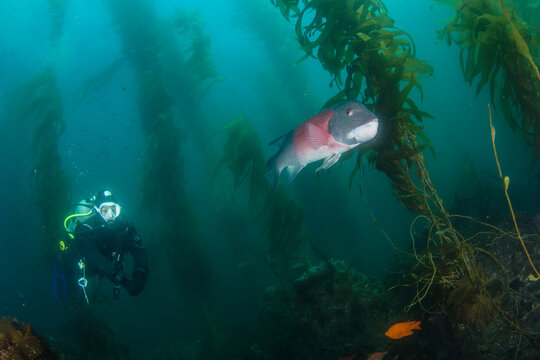 Diving with the male California Sheephead fish in kelp forest