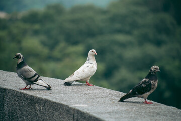 Hungry pigeon on the street in the city