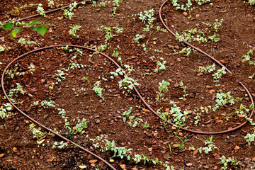 自動散水ホース
