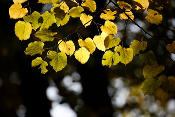 Colors of Autumn. Colorful leaves in october.