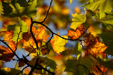 Colors of Autumn. Colorful leaves in october.