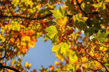 Colors of Autumn. Colorful leaves in october.